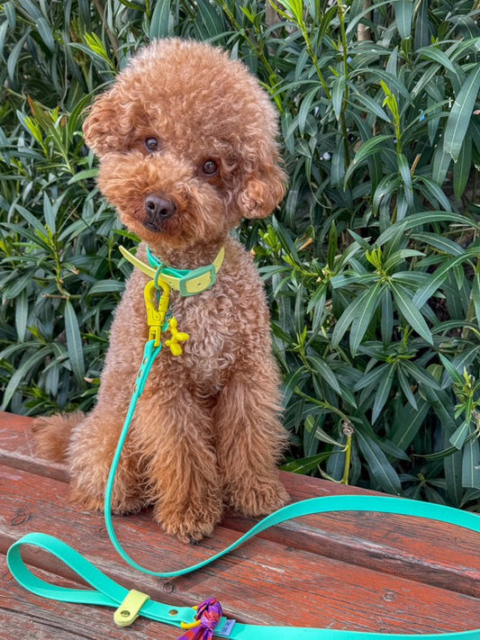 Design Your Own Biothane Leash