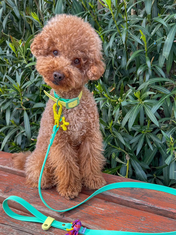 Design Your Own Biothane Collar