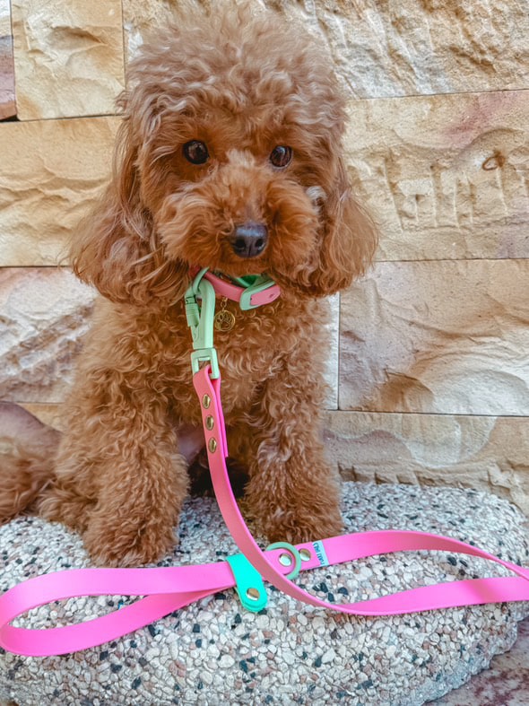 Design Your Own Biothane Leash