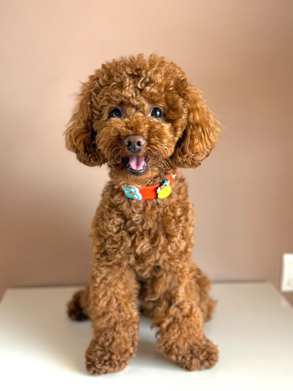 Biothane collar Orange - Summer Charms