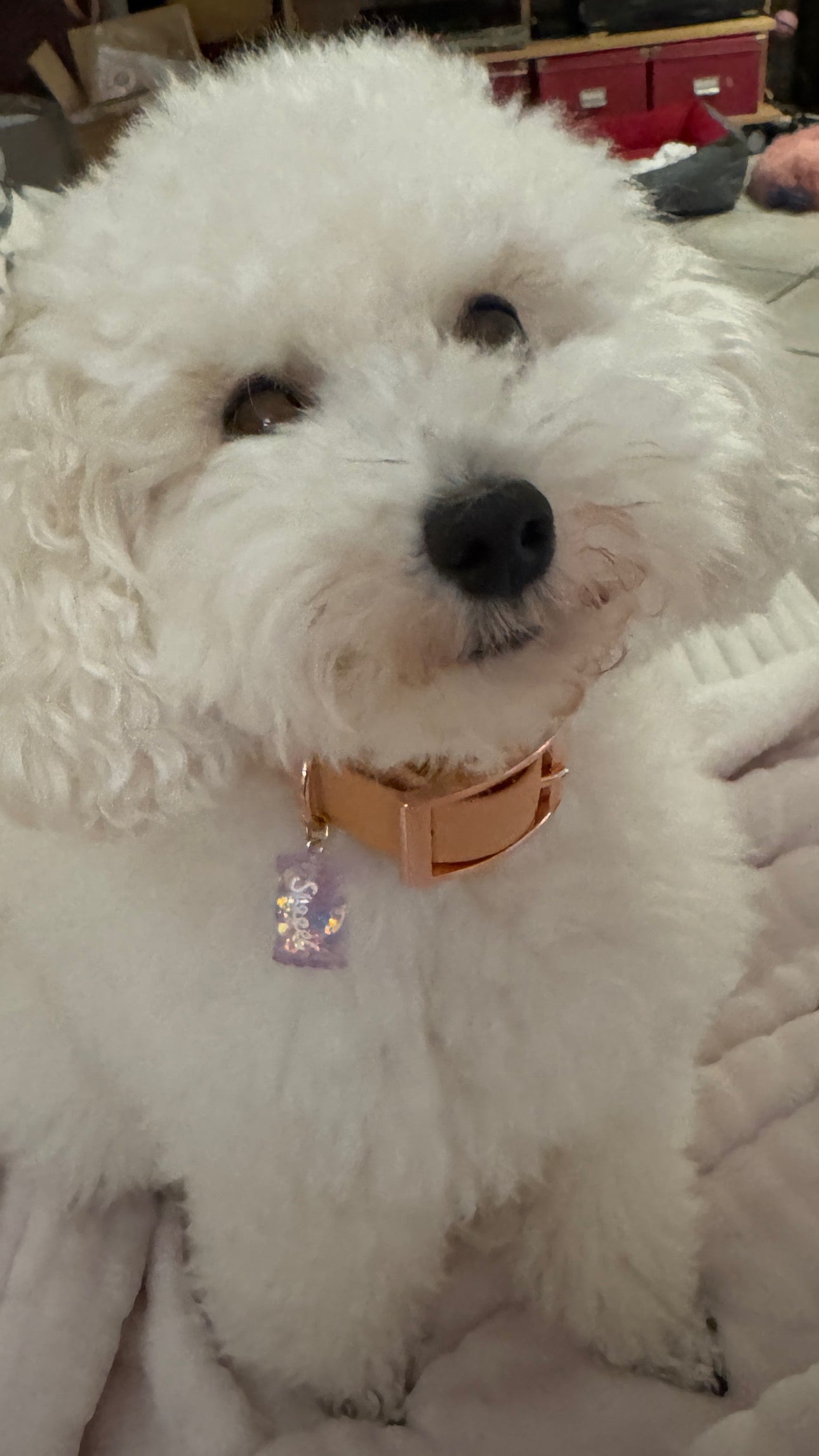 Waterproof Collar - Beige