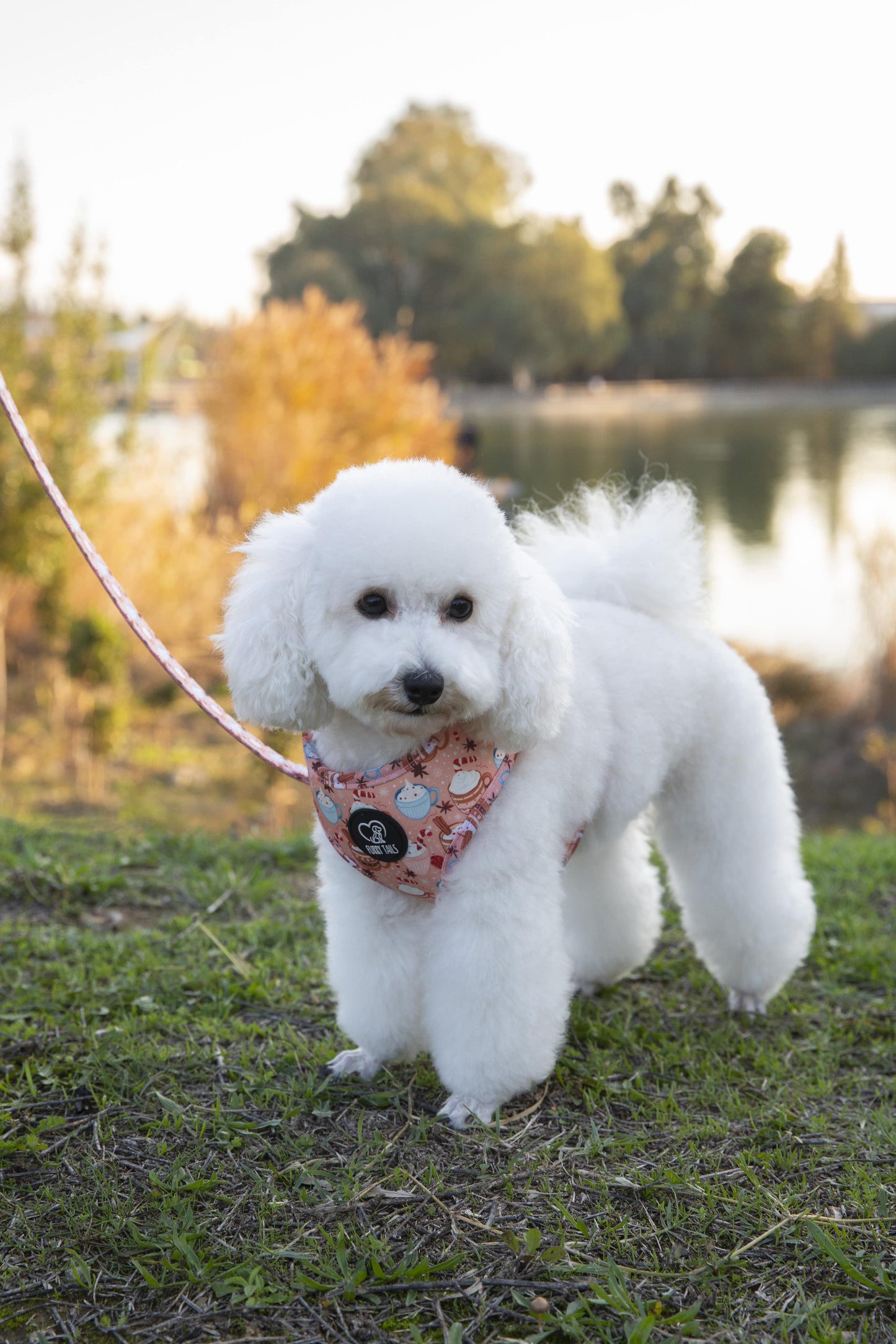 Adjustable Dog Harness - "Puppuccino and Cream"