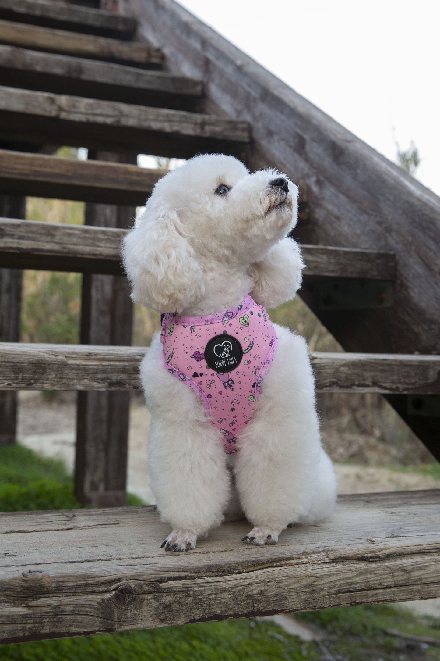 Adjustable Dog Harness - "Love You To The Moon And Back"