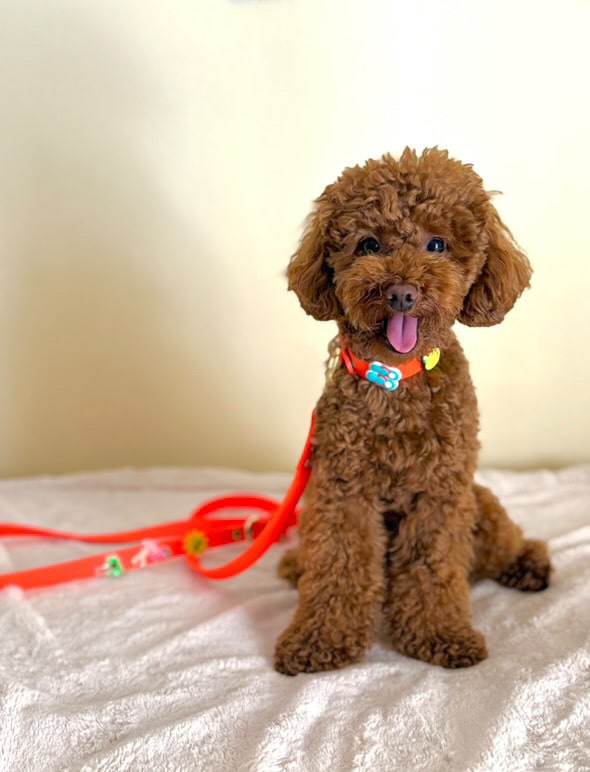 Biothane collar Orange - Summer Charms
