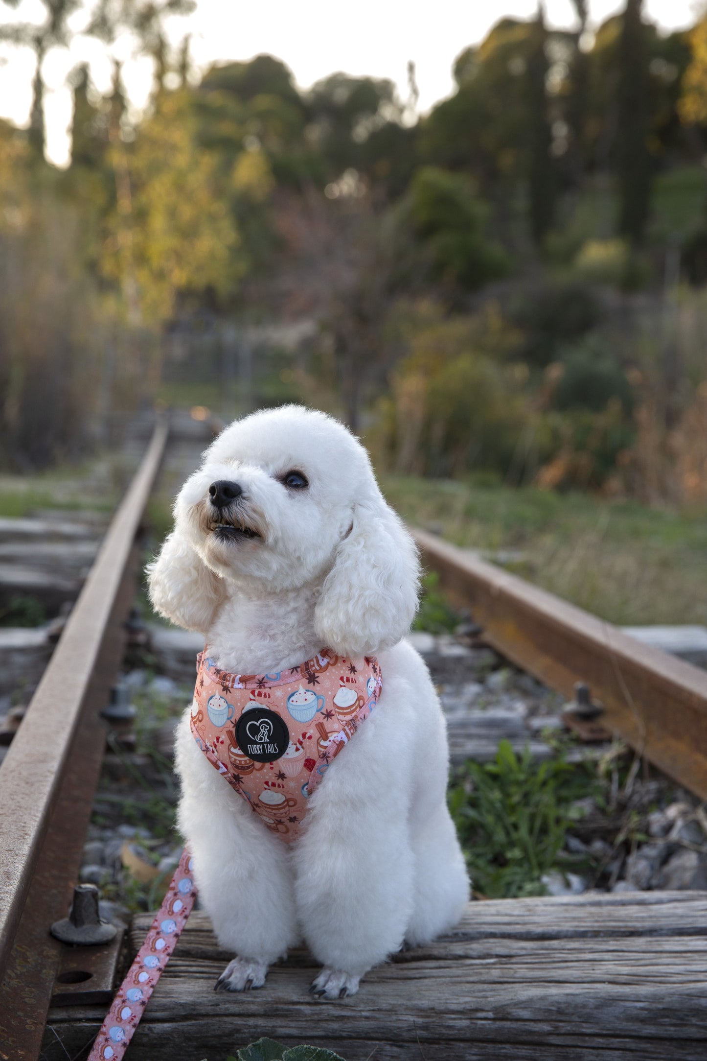 Adjustable Dog Harness - "Puppuccino and Cream"
