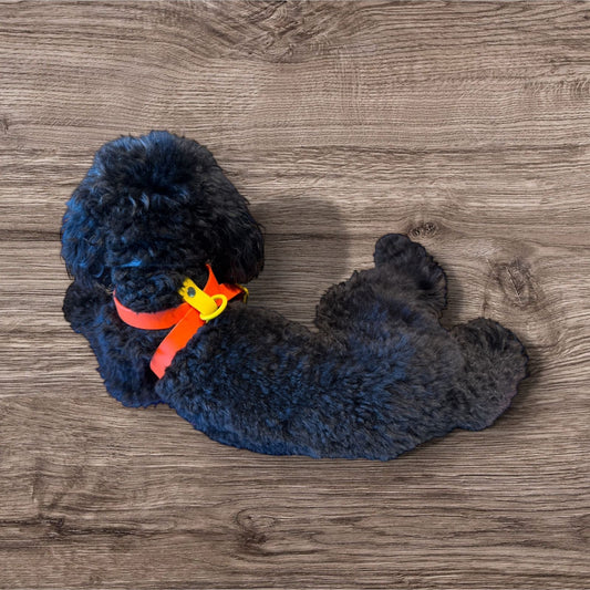 Biothane Harness –Orange & Yellow