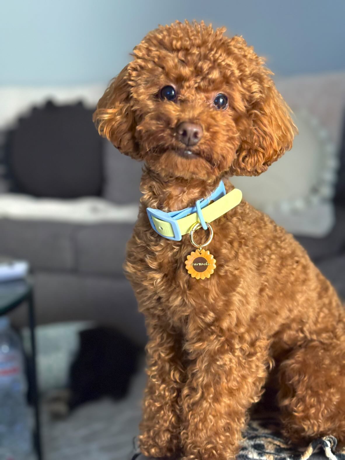 Two Tone Biothane Waterproof Collar -Blue & Yellow - Pastel Blue Accessories
