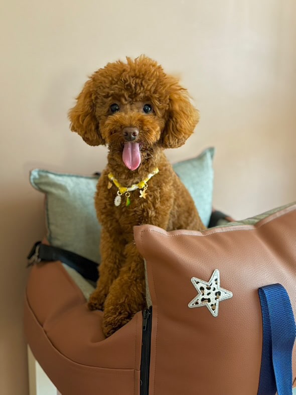 Luxury Dog Car Seat / Travel Bed - "Commander Cosmo"