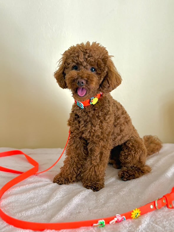 Biothane collar Orange - Summer Charms