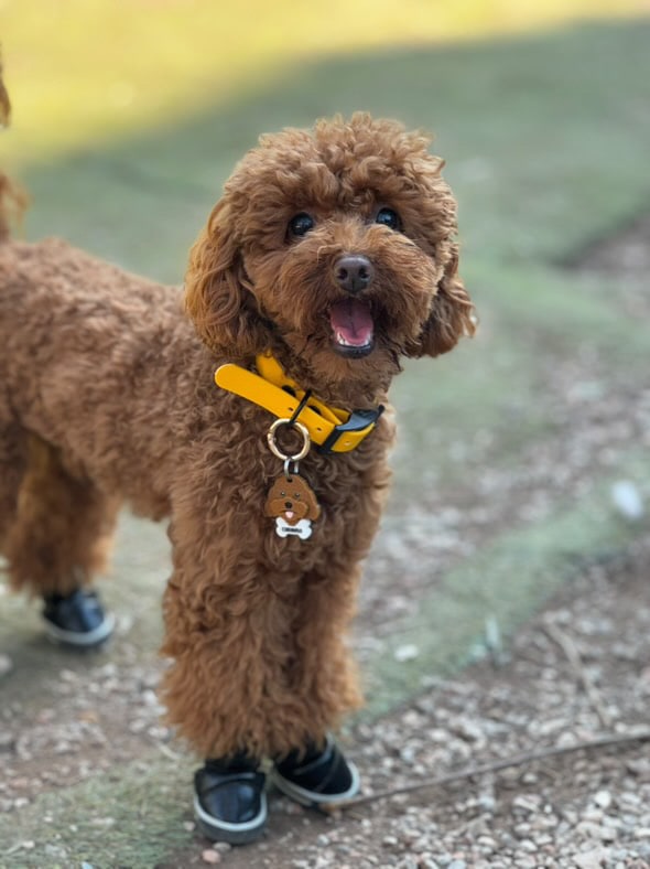 Waterproof Collar -Yellow - Black metals