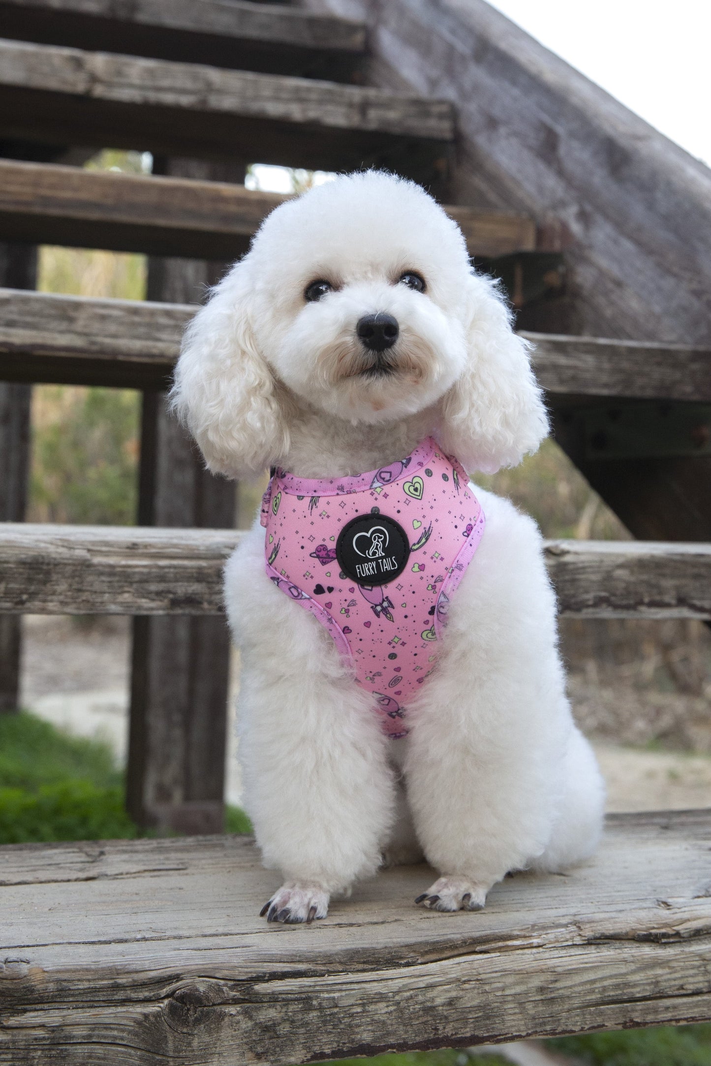 Adjustable Dog Harness - "Love You To The Moon And Back"