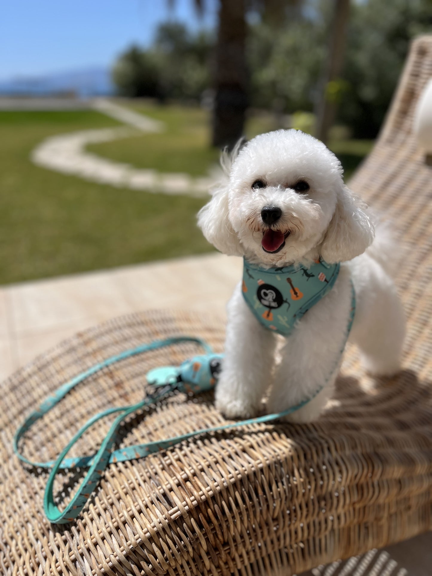 Adjustable Dog Harness - "Fiesta Flair"