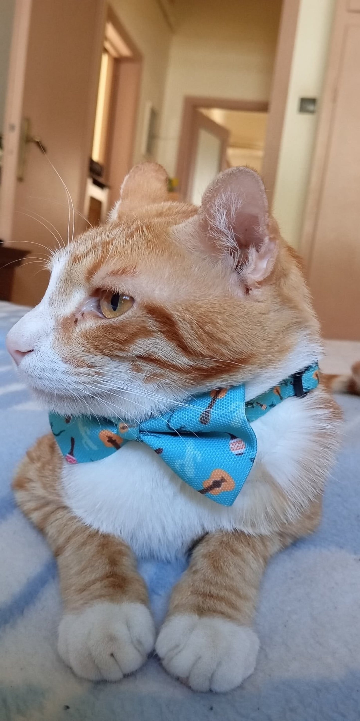 Cat Collar - "Fiesta Flair"