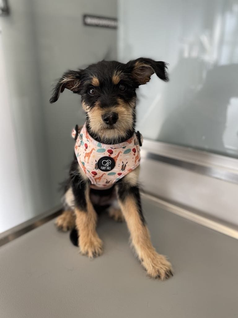 Adjustable Dog Harness - "Out of Afrika"