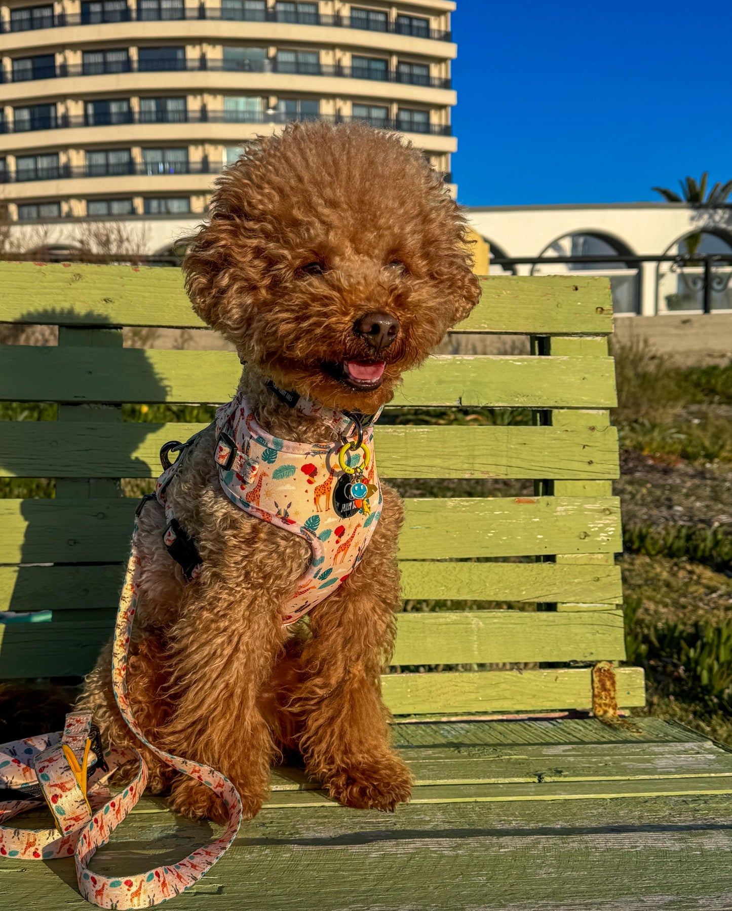 Adjustable Dog Harness - "Out of Afrika"