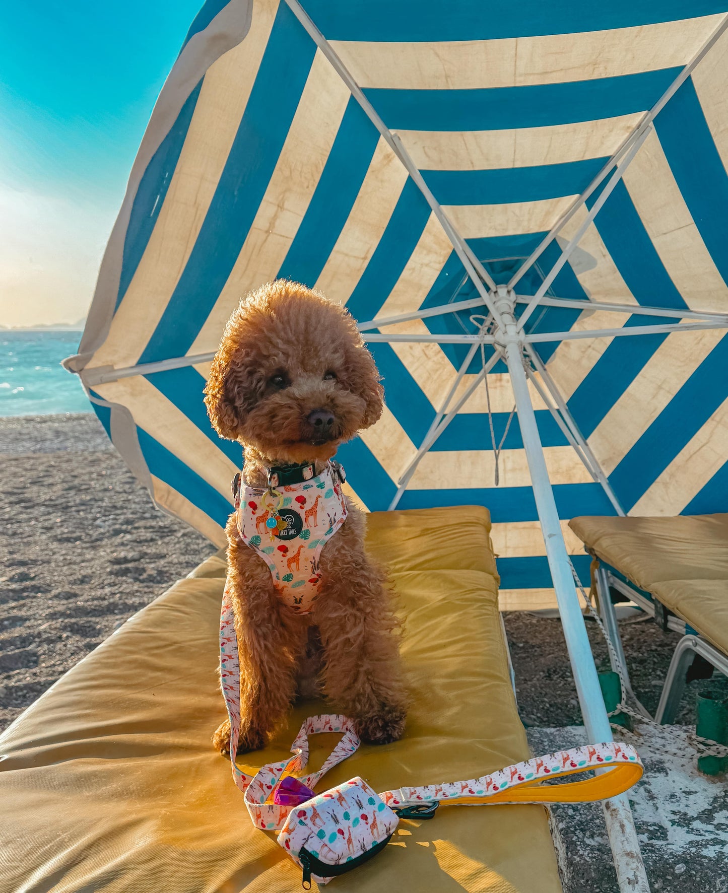 Adjustable Dog Harness - "Out of Afrika"