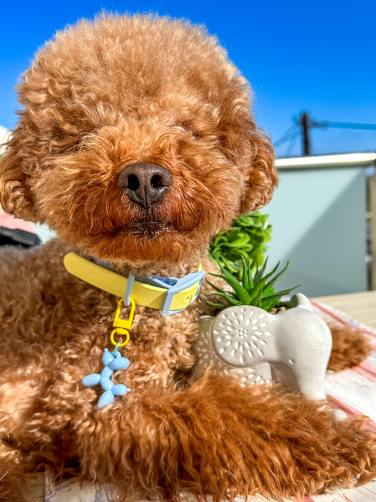 Design Your Own Biothane Collar