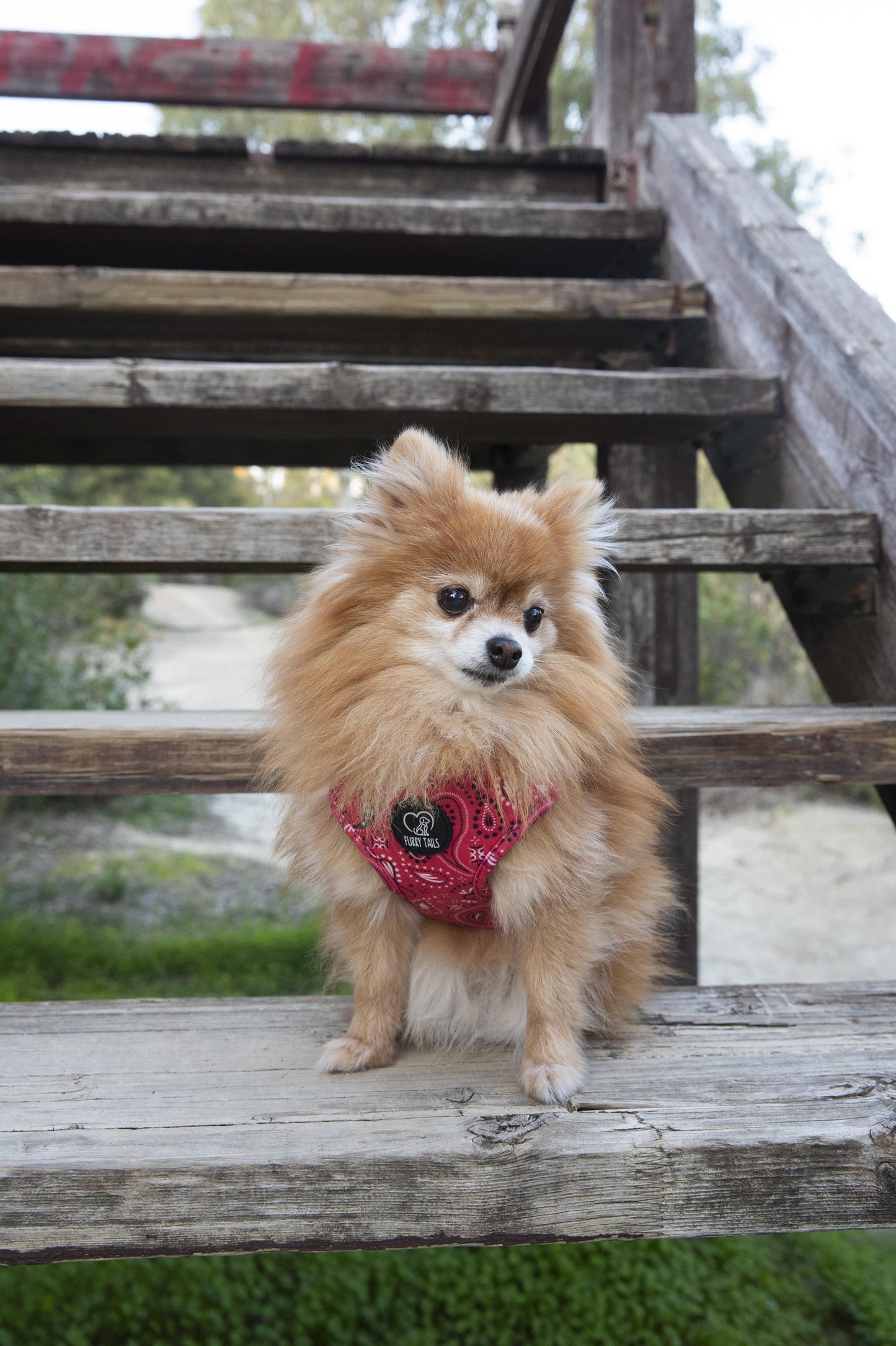 Adjustable Dog Harness - "Red Bandana"