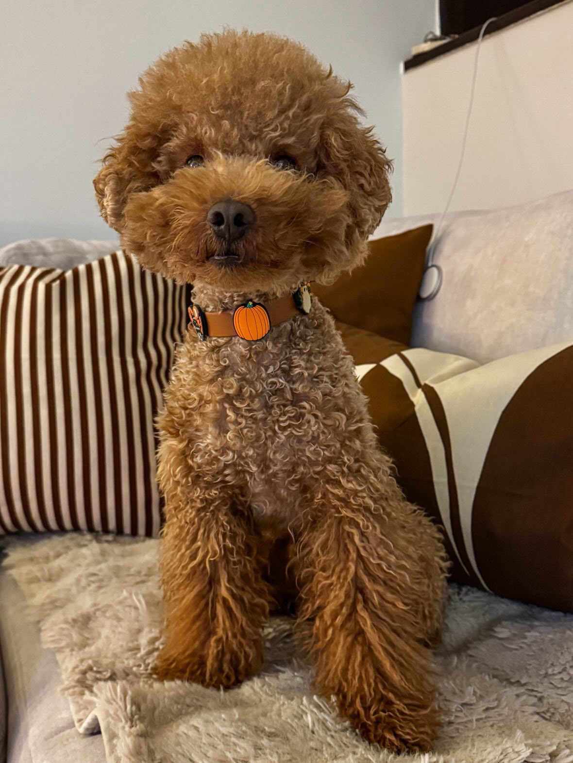 Biothane Handsfree Leash -Light Brown