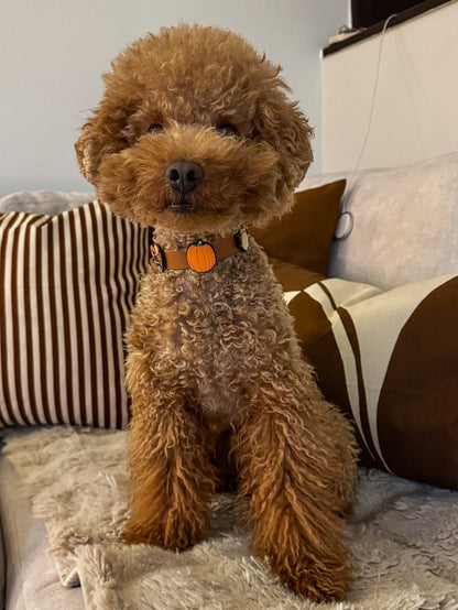 Πορτοκαλί Περιλαίμιο Biothane 