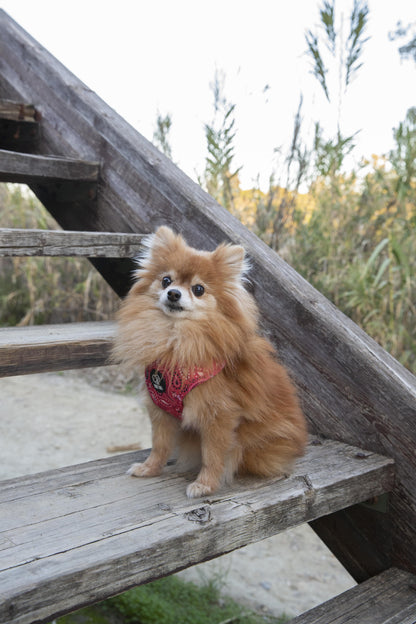 Adjustable Dog Harness - "Red Bandana"