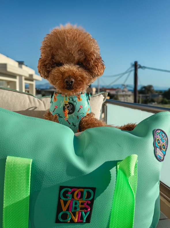 Adjustable Dog Harness - "Fiesta Flair"