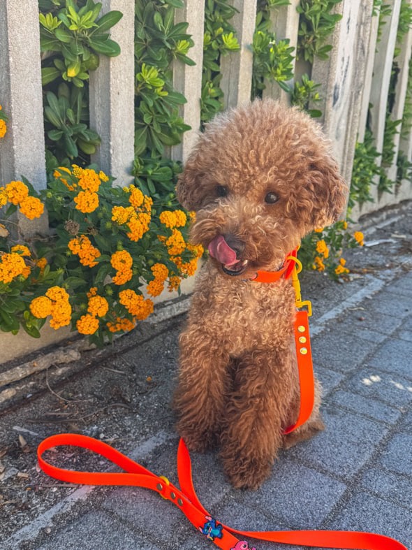 Βiothane Leash - Orange