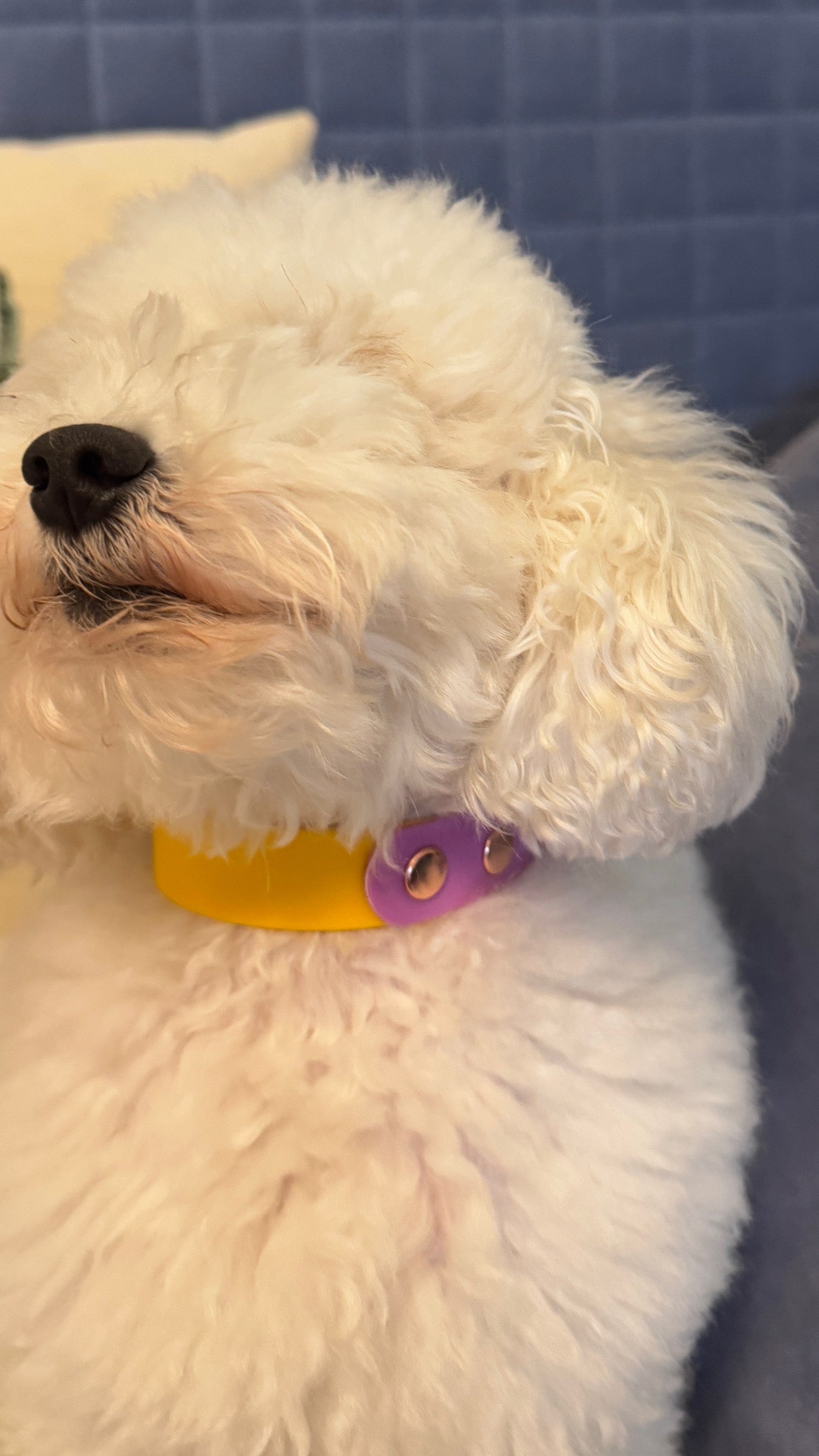 Two Tone Waterproof Collar -Lilac & Yellow - Rose Gold Accessories