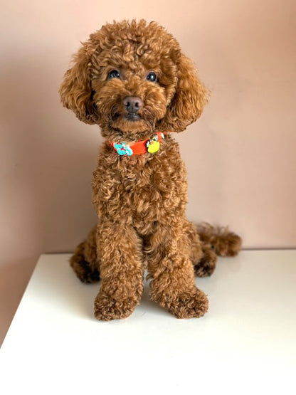 Biothane collar Orange - Summer Charms