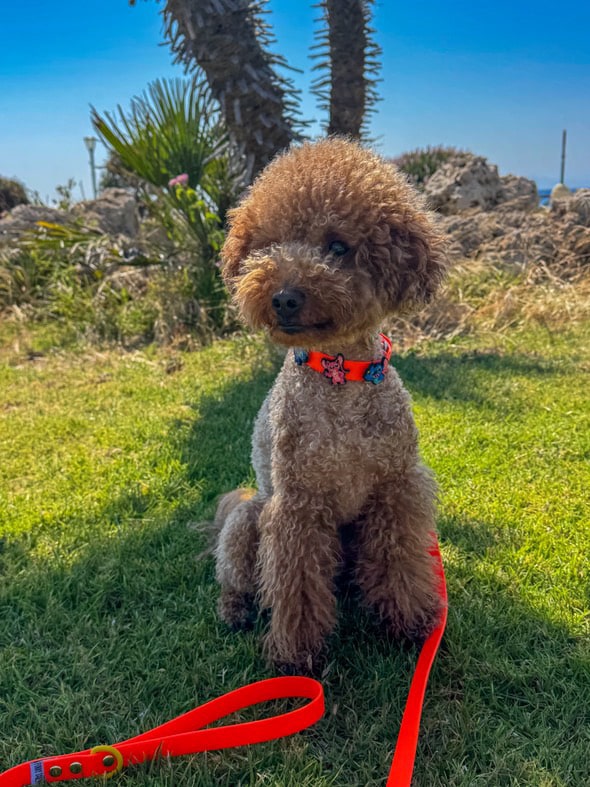 Βiothane Leash - Orange