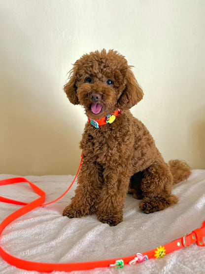 Βiothane Leash - Orange