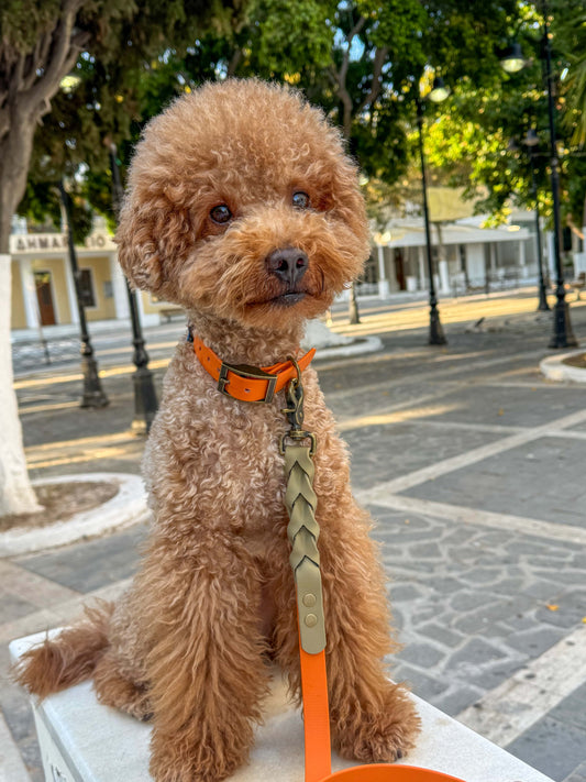 Biothane collar - Autumn Leaves