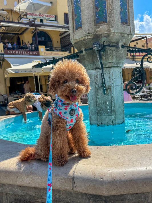 Adjustable Dog Harness - "Deep Sea"