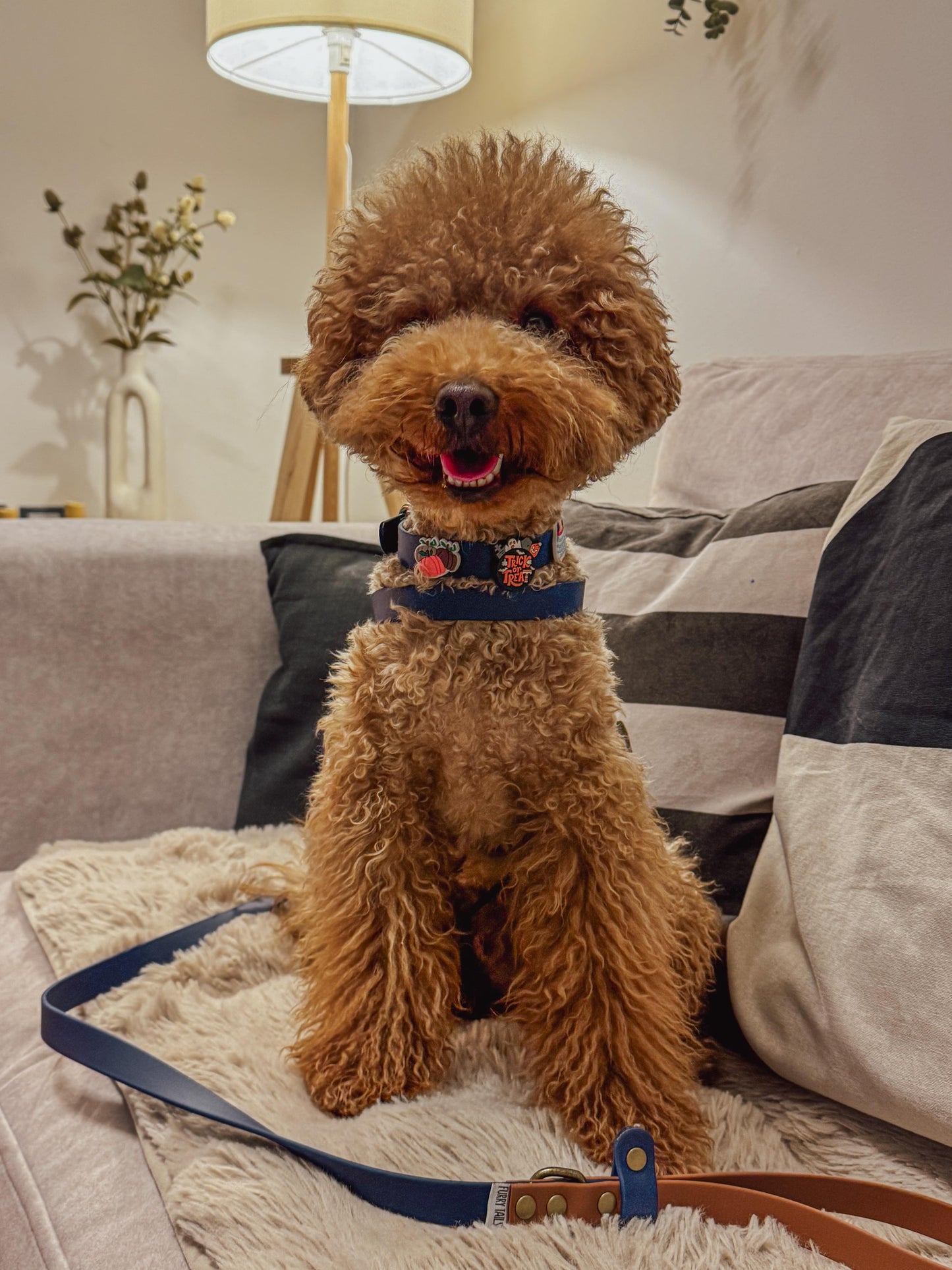 Λουρί Biothane – Παστέλ Μωβ