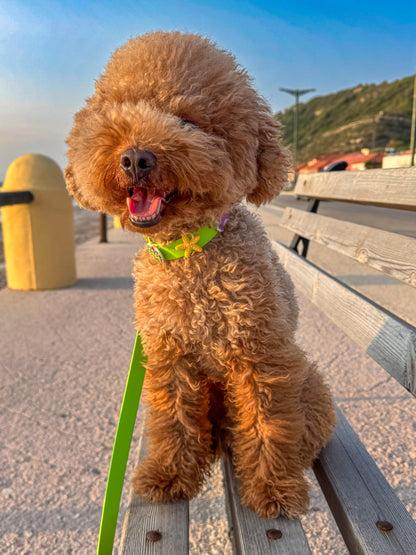 Biothane Collar Apple Green  - Summer Charms